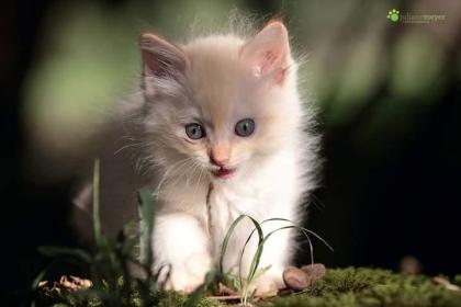 Ragdollkitten