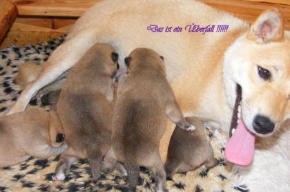 21 Jahre Shiba Inu Zucht in Sachsen