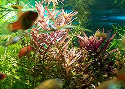 Indische Rotala, Bündel, Aquariumpflanzen (Versand/ Abholung)