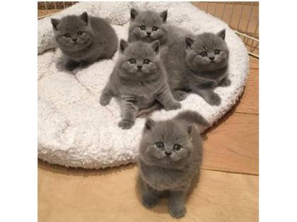 British shorthair kittens