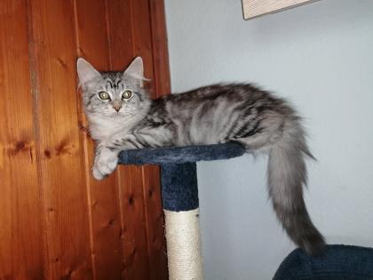 Gebe 3 Maine Coon mix Kitten ab