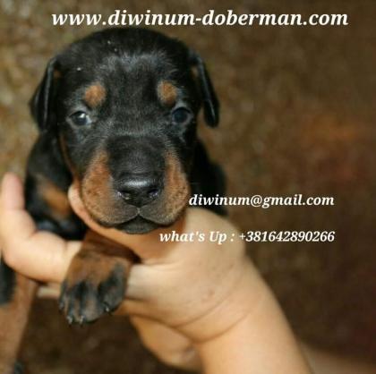 Doberman welpen kupiert