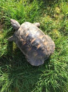 Griechische Landschildkröte, männl., 10 Jahre alt