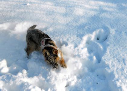 Schäferhundwelpen