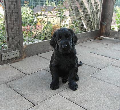 Flat coated Retriever in schwarz und braun abgabebereit