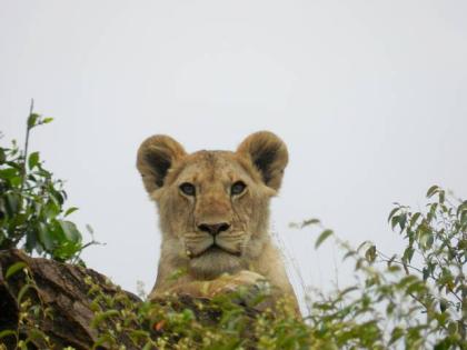 Tsavo Ost Kenia Safari über 2 Tage all inklusive