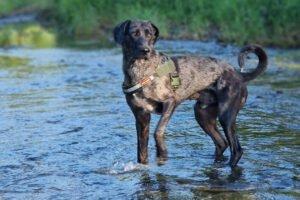 KENAI -  männlich  2 Jahre  68 cm  34 kg  Doggen-Mix  Gechipt  Kastriert