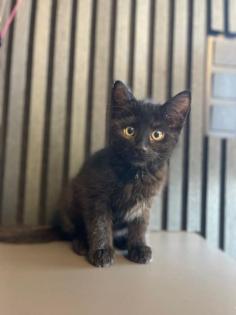 12 Wochen alt 1 x schwarz - Weibchen sehr niedliche Kitten abzugeben