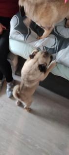 Mops Hündin 10 Monate alt