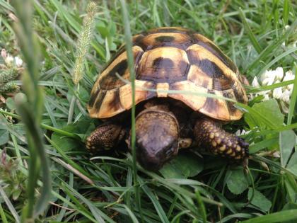 Griechische Landschildkröten NZ 2024