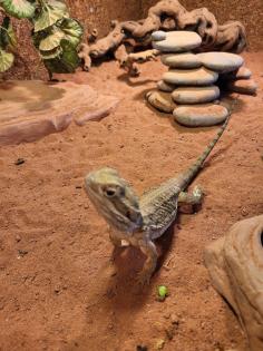 Zwergbartagamen (Adult) Pogona Henrylawsoni Pärchen mit Terrarium