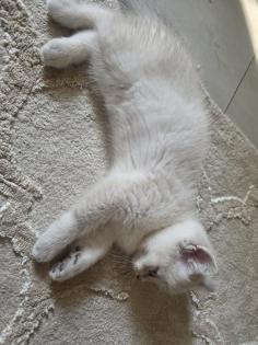 BKH Kitten Abgabebereit