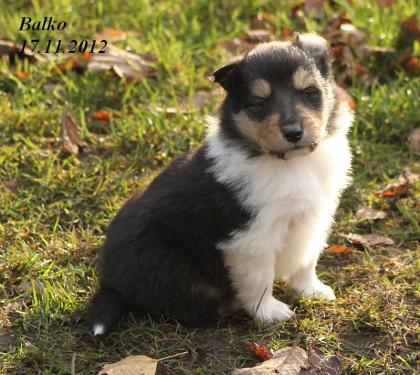 Wir haben Colliewelpen in darksabel & tricolour ( Papiere VDH / CfbrH )