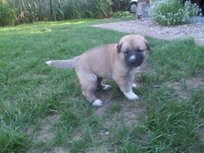 Kangal   germanischer Bärenhund Welpen