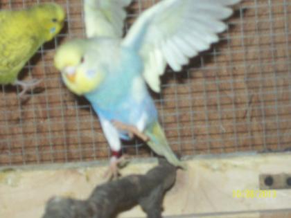 Junge Wellensittiche aus Aussenvoliere, und neues Vogelzubehör zu verkaufen