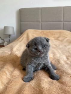 Wunderschöne BKH Kitten