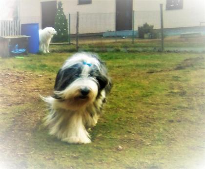 Bearded Collie - einzigartige Welpen FCI/ VDH