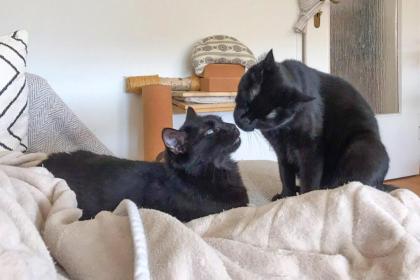 POLLY und EMI - europäische Kurzhaarkatze - 10 Jahre - Tierhilfe-Franken e.V.