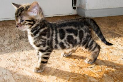 Menschenbezogene, prächtige Bengal Kitten - aus seriöser Zucht