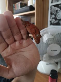Gecko Hybrid (Chahoua x Crested)