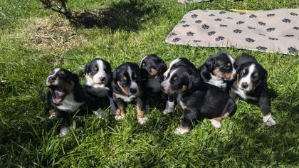 Appenzeller Sennenhund Welpen