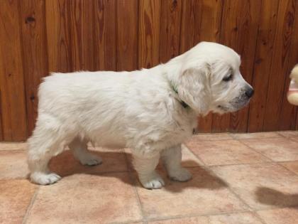 Golden retriever mit pedigree