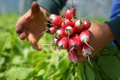 Gemüsegarten Garten Acker Selbstversorger Feld zur saisonalen Pacht