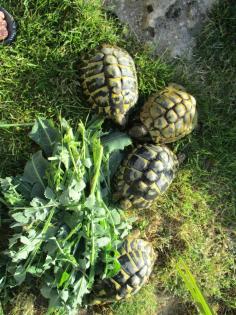 Junge Landschildkröten zu verkaufen