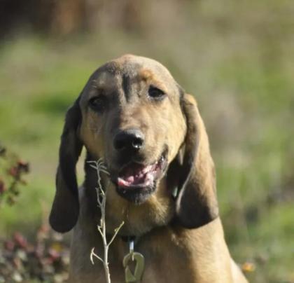 Rudi sucht ein passendes Zuhause