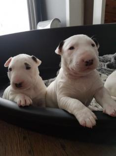 Miniature Bullterrier Welpen zu verkaufen