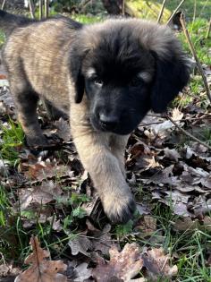 Süße Leonberger/Germanischer Bärenhund Welpen