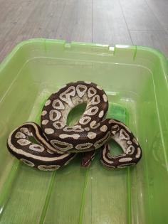 2 Köpy (Mojave)1.1 Inkl. Terrarium und zubehör