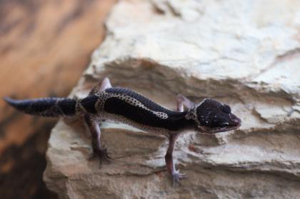 Leopardgecko Weibchen Black Night mack snow