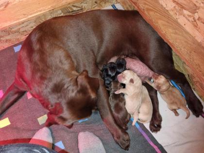 Labrador Welpen