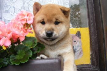 21 Jahre Shiba Inu Zucht in Sachsen