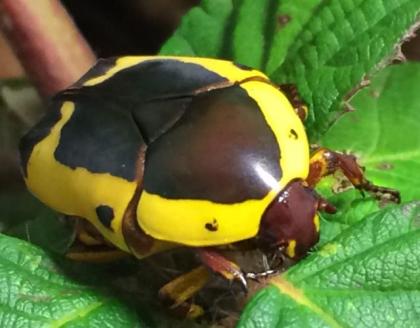 Pachnoda sinuata flaviventris - Rosenkäfer Südafrikanischer Fruchtkäfer