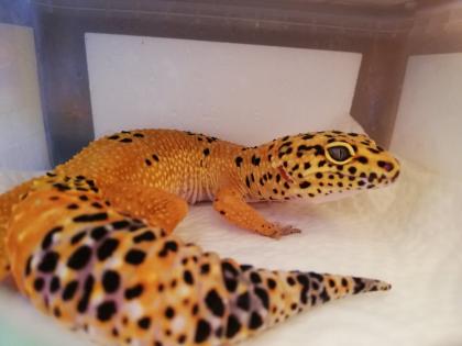 Terrarium mit 3 Leopardgeckos (weibl. 0.1)