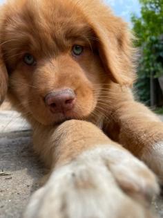 Nova Scotia Duck tolling Retriever Welpen