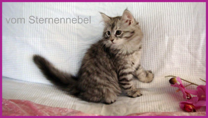 Sibirische Katzen vom Sternennebel
