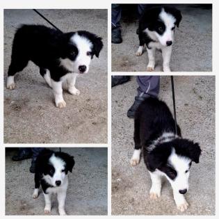 Bordercollie sucht ein Zuhause