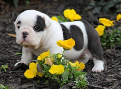  English Bulldog Welpen 