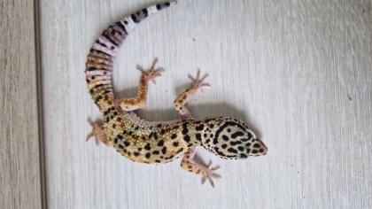 3 Leopardgecko 0.0.3 zu verkaufen