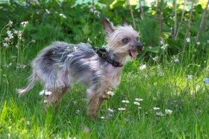 YORKI GIZMO - männlich  15 Jahre  20 cm  1 kg  Mini Yorkshire-Terrier  Gechipt  