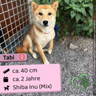 Tabi - lieb und verträglich
