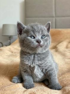 Wunderschöne BKH Kitten