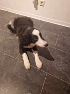 Border Collie Welpen