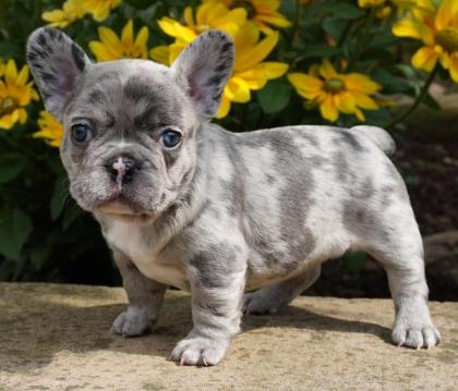 Französische Bulldoggenwelpen