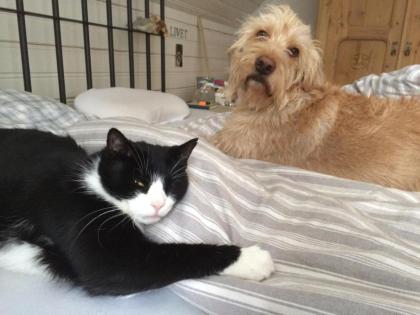 Catsitter gesucht