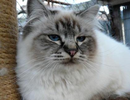 Heilige Birma Katze sucht neues Zuhause