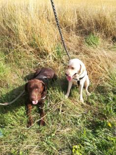 Labrador Retriever Welpen reinrassig